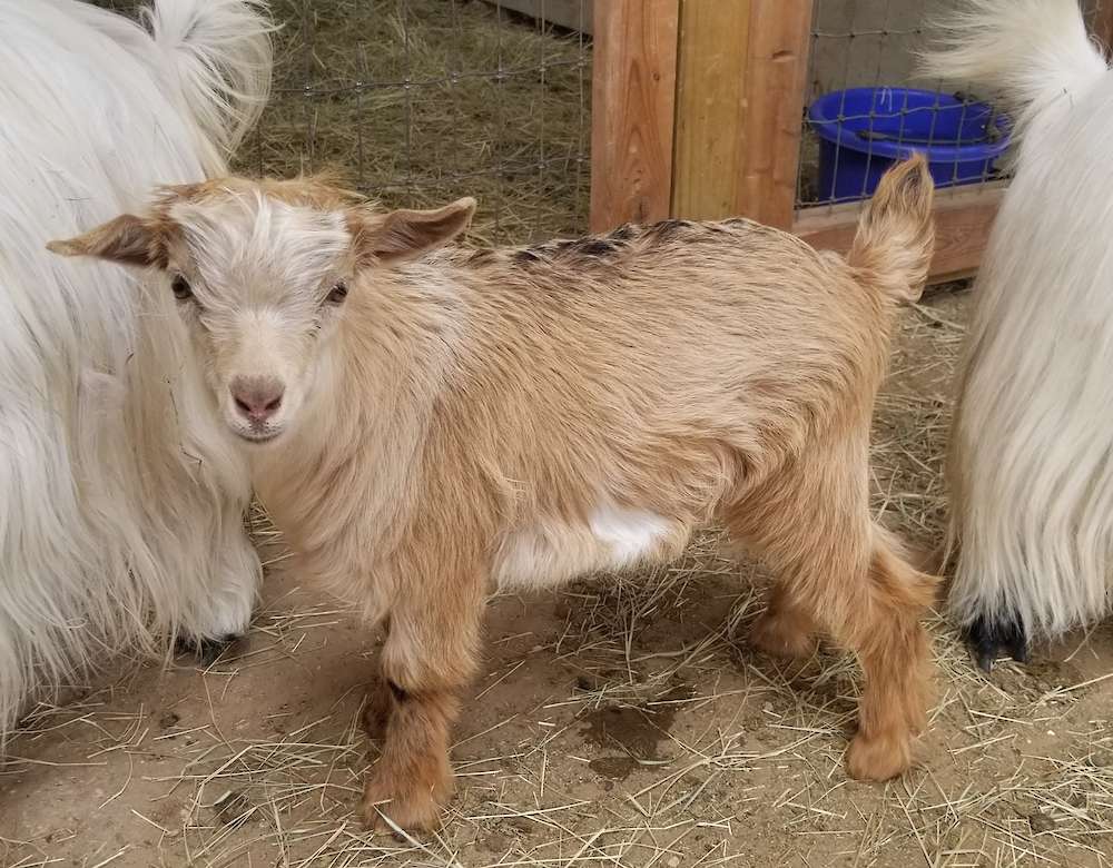Available Mini Silky Goats!